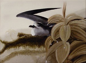 Image description is not available for FIC.065